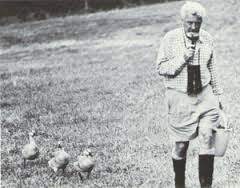 Konrad Lorenz and  his geese demonstrating imprinting.