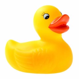 PLB DUCK